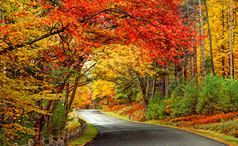 Fall foliage