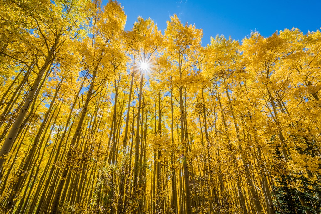 The sun shines through a grove of yellow aspen trees.