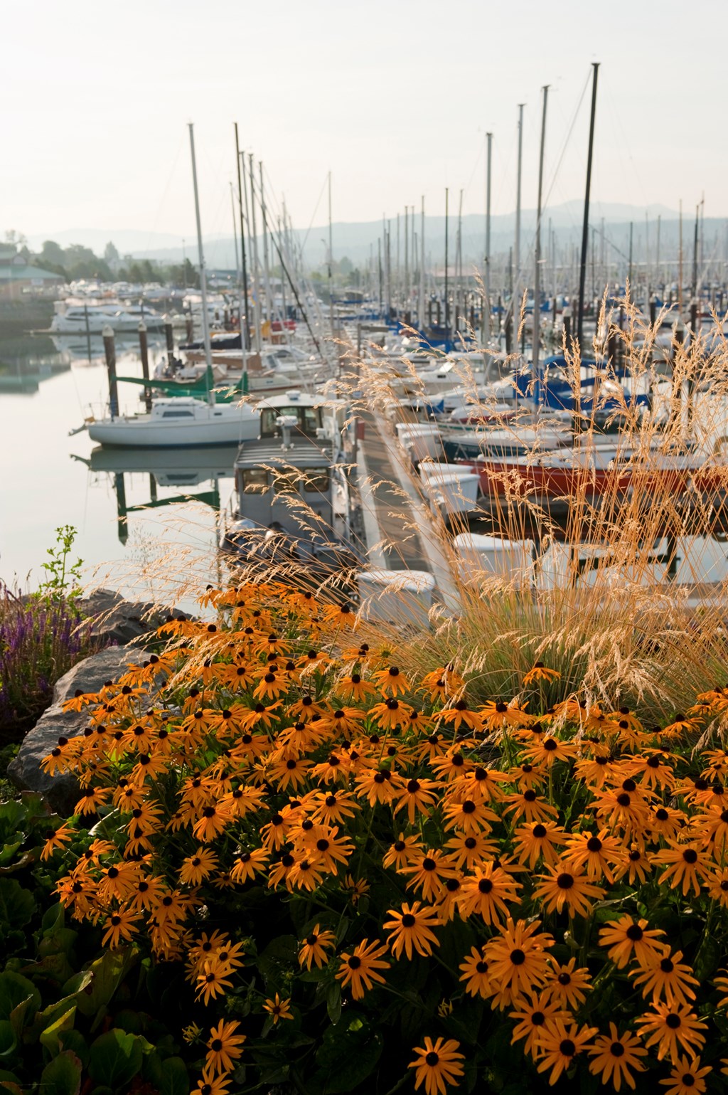 Orange daisies add a colorful touch to the path around Squalicum Harbor in northwest Washington.