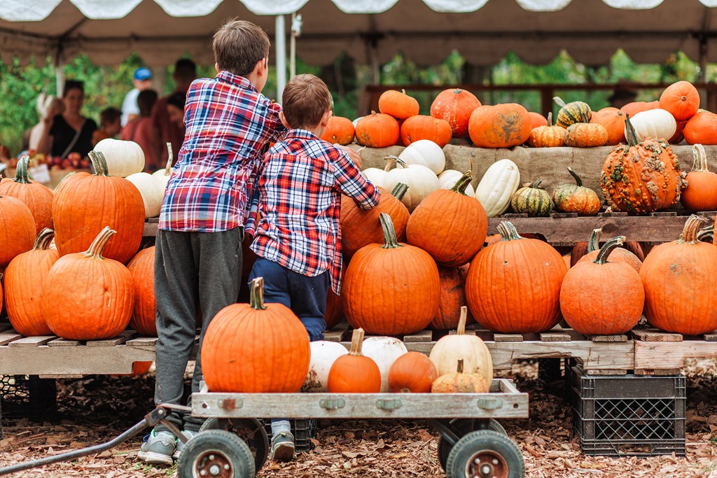 Two young boys, with their backs turned to the camera, pick pumpkins at the farmers market.